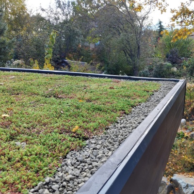 Tăvițe Sedum Luna DiaTray 1 metru pătrat - Img 3