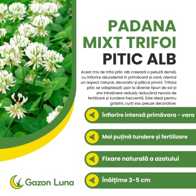 Mixt semințe de trifoi pitic alb, înflorire intensă primăvara și vara, 0,5 kg - Img 2