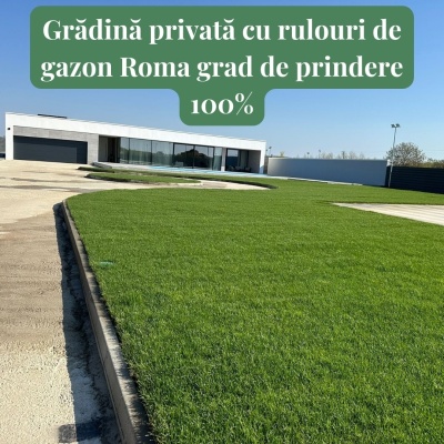 Rulouri de gazon premium Roma pentru Secetă - Img 8