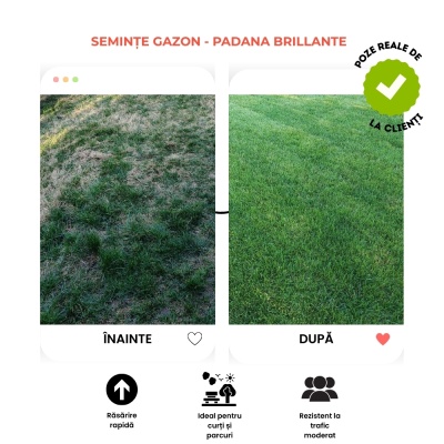 Semințe de gazon profesionale Padana Brillante, 10kg, acoperire 300 metri pătrați, germinare rapidă, gazon fin, uniform și verde intens - Img 5