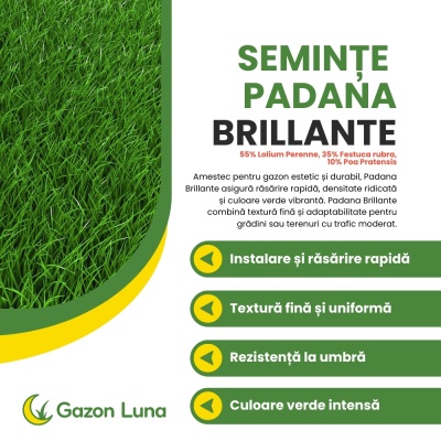 Semințe de gazon profesionale Padana Brillante, 10kg, acoperire 300 metri pătrați, germinare rapidă, gazon fin, uniform și verde intens - Img 2