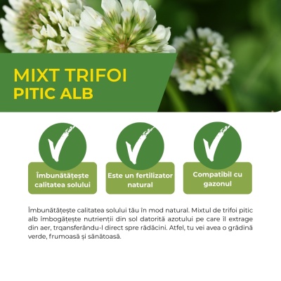Mixt semințe de trifoi pitic alb, înflorire intensă primăvara și vara, 0,5 kg - Img 3