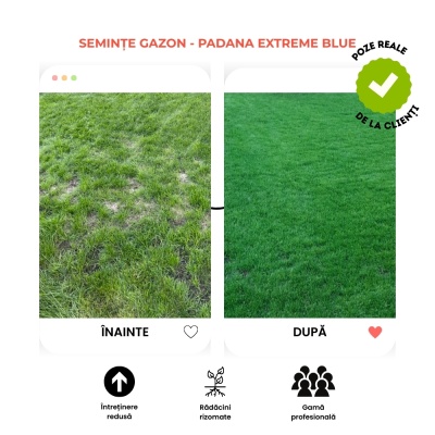 Semințe de gazon profesionale Padana© Extreme Blue, 1 kg, acoperire 35 metri pătrați întreținere redusă, rădăcini rizomate - Img 5