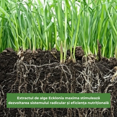 ALGA ECKLOMAX – Îngrășământ Foliar Biostimulant cu Alge Ecklonia maxima & Aminoacizi, Acoperire până la 2000 m², Susține Rădăcini Puternice și Verde Intens - Img 5