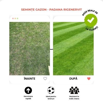 Semințe de gazon profesionale Padana Rigenervit, 5kg, acoperire 150 metri pătrați, pentru gazon dens, uniform și verde imediat - Img 5