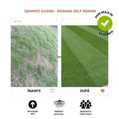 Semințe profesionale pentru gazon Sport cu AutoRegenerare RPR, Padana Self Repair, origine SUA, 1 kg - Img 5