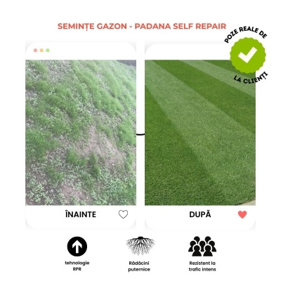 Semințe profesionale pentru gazon Sport cu AutoRegenerare RPR, Padana Self Repair, origine SUA, 10 kg - Img 5