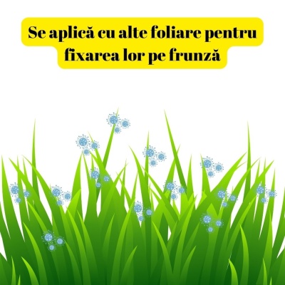 Îngrășământ foliar pentru gazon FERTI3A, 1 litru, adeziv, antispumant, acidifiant pentru foliare, acoperire 2000 mp2, ameliorare PH - Img 5