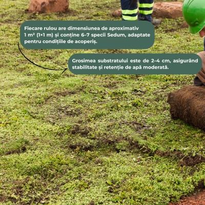Rulouri Sedum Luna DiaMAT Pro