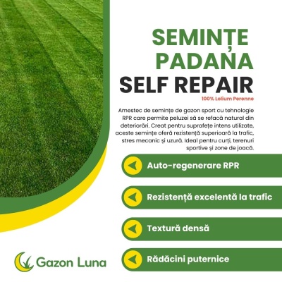 Semințe profesionale pentru gazon Sport cu AutoRegenerare RPR, Padana Self Repair, origine SUA, 1 kg - Img 2