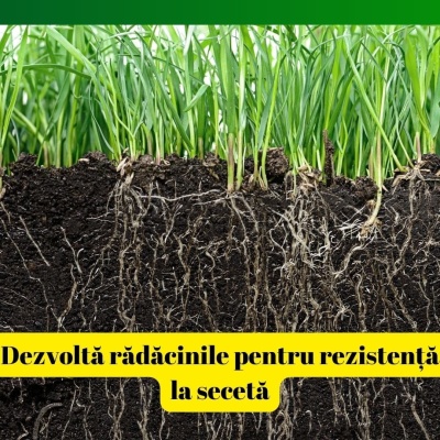 Îngrășământ foliar pentru gazon ALGA ECKLOMAX, 1 litru, acoperire 2000 mp2, alge ECklonia Maxima+aminoacizi - Img 2