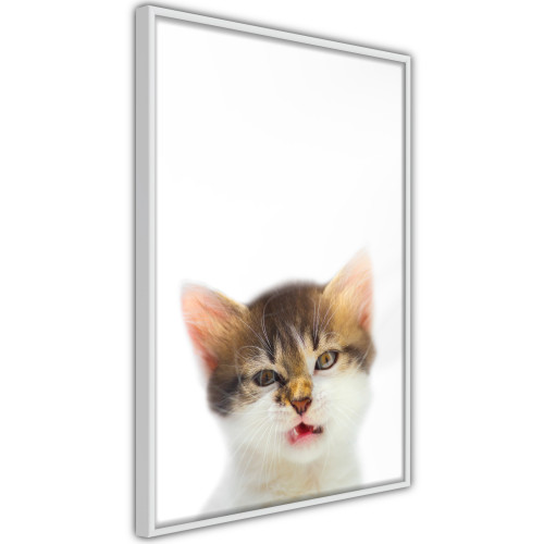 Plakát - Funny Kitten