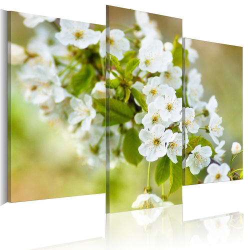 Kép - White cherry flowers motif