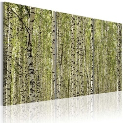 Kép - A forest of birch trees