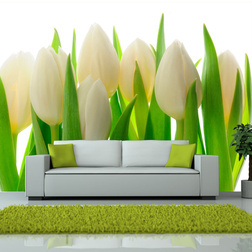 Fotótapéta - Fehér tulipán