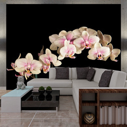 Fotótapéta - Virágzó orchidea