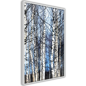 Plakát - Winter Birch Trees