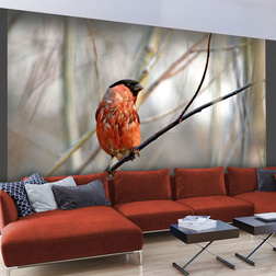 Fotótapéta - Bullfinch in the forest