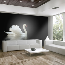 Fotótapéta - swan (black and white)