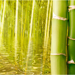 Fotótapéta - Egzotikus hangulatú bambusz