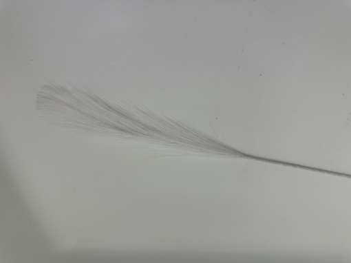 Pampas alb fir X9 mic
