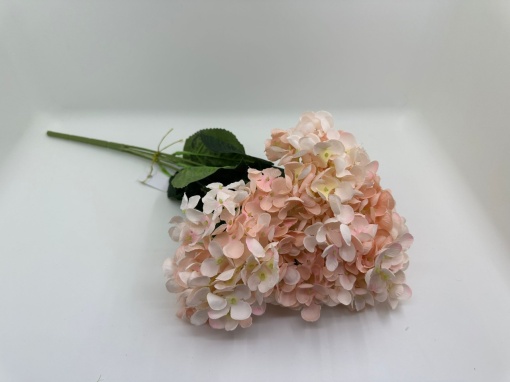 Hortensie marunta - Roz