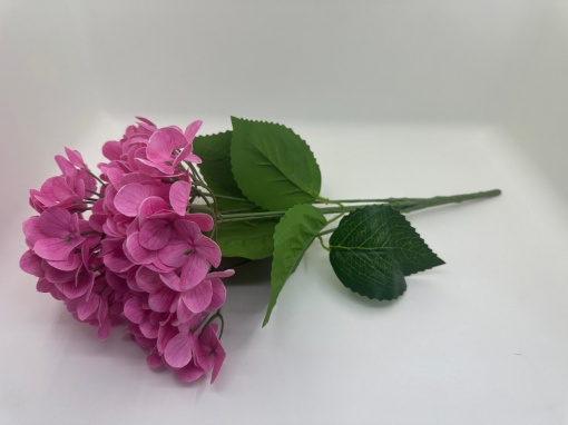 Hortensie Silicon Siclam