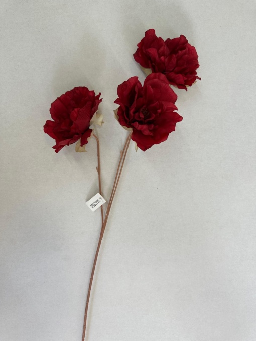 Anemone rosii LM52/LM55