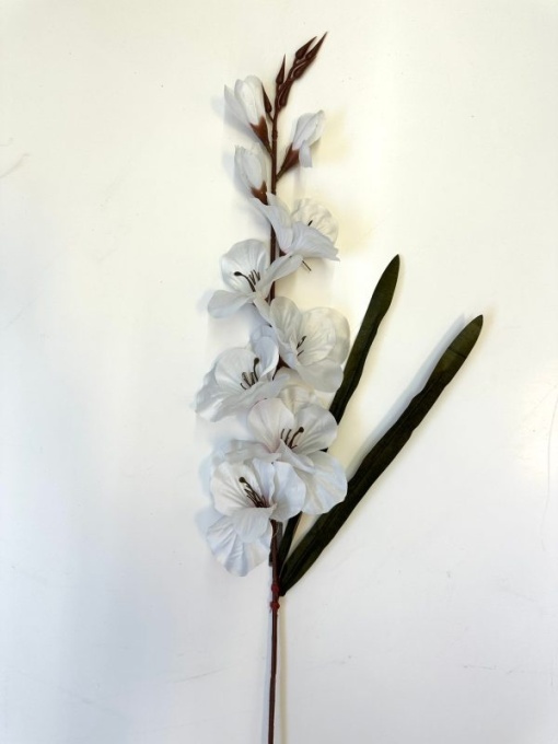 Gladiola alba CER2008666923/WH