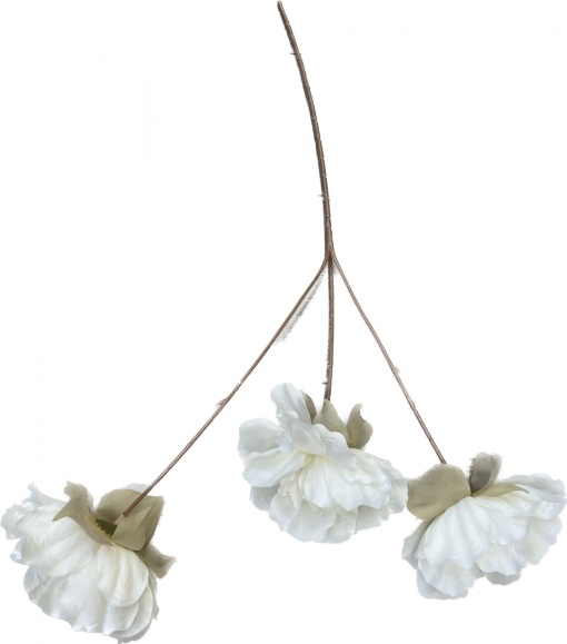 Anemone albe LM-52