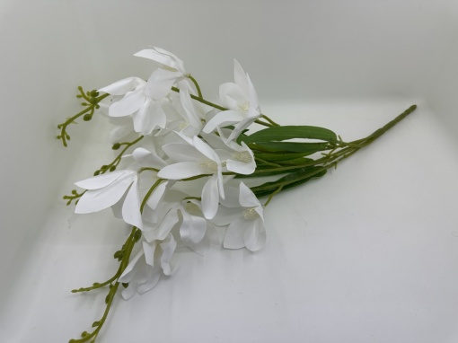 Magnolie Alba - crenguta cu 5 fire X1
