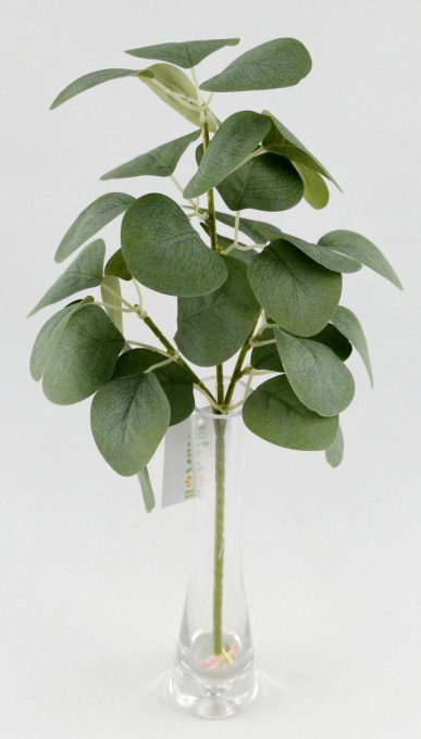 Eucalipt mic verde 67929