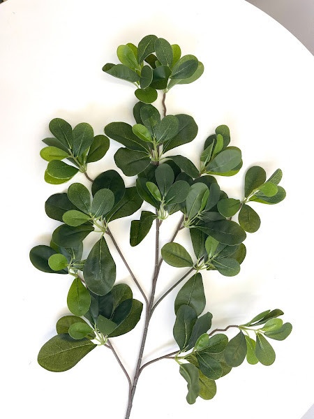 Ficus verdeata * 50CM * L8 - Verde