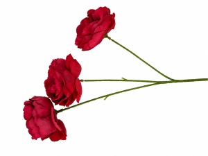 Bujori rosii