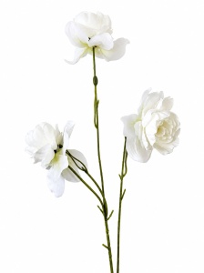 Magnolie alba