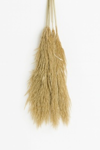 Set 5 fire pampas bej
