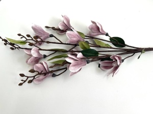 Crengi cu magnolie