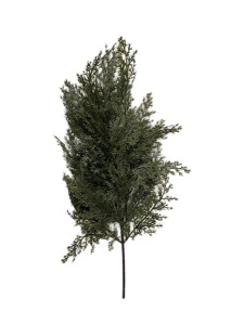Crenguta verde de tuia