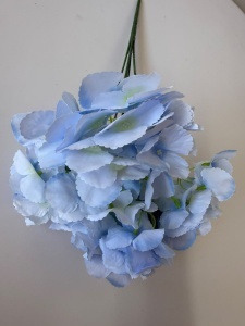 Hortensie light blue