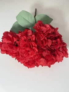 Hortensie rosie