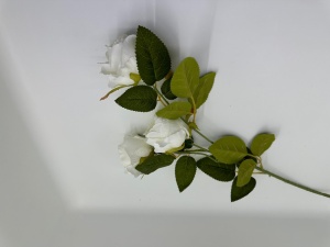 Trandafir pastel Alb