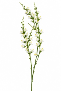 Lacramioare albe LM-259