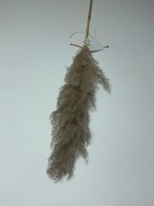 Pampas gri fir - 80cm