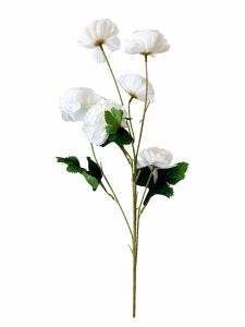 Ranunculus fir alb MF123-2