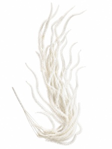 Amaranthus alb silicon