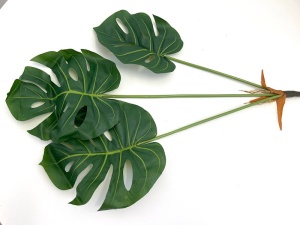 Buchet cu 3 frunze monstera - frunza perforata