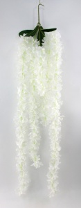 Wisteria alba