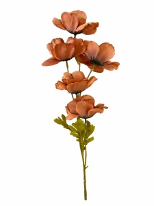 Anemone mici coffe