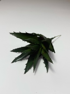 Flori suculente - Aloe