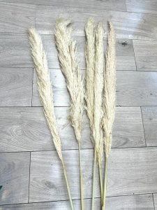 Pampas natural maro 1.10m (5fire)